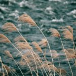 Stream and Grass