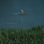 Nakdonggang Cycling Path - Egret