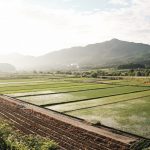 Saejae Cycling Path - Fields