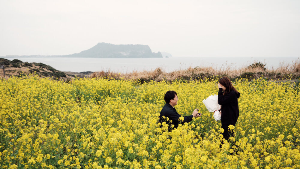 Jeju Island Proposal Photos in Canola Flowers