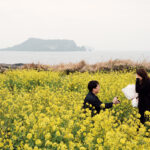 Jeju Island Proposal Photos in Canola Flowers